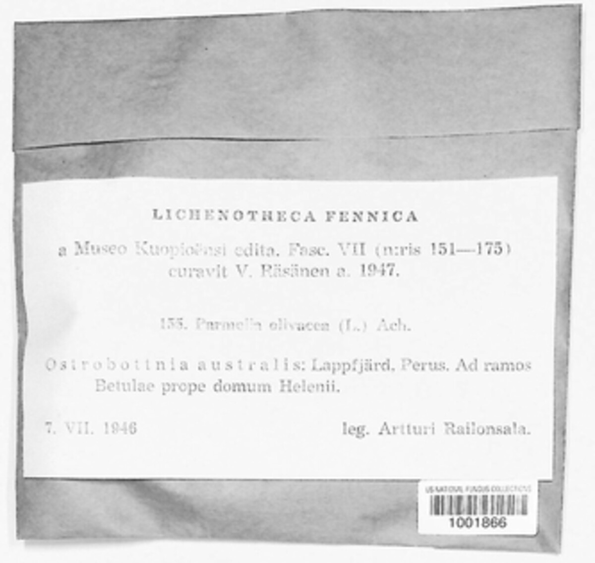Melanohalea olivacea image
